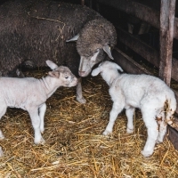 Húsvéti bárányok